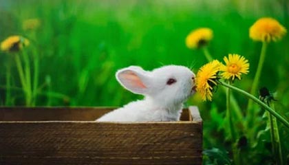 开云在线-节奏混乱时球员应如何优先选择防守站位,节奏型控卫的球鞋